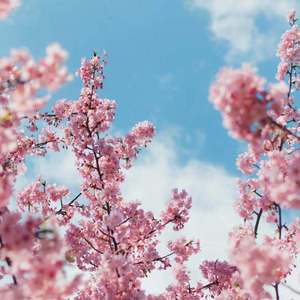 日本日逼性爰片
